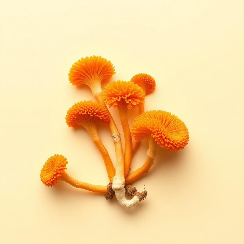 Cordyceps